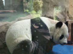 -成都动物园