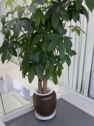 点击看大图 -木子美学