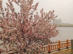 -长白岛森林公园