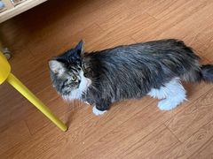 -北京观赏动物医院·24小时大型综合·猫专科·异宠专科