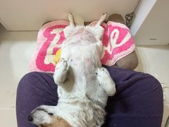 -美联众合动物医院·24h京西诊疗中心