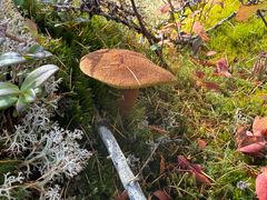 -莫尔道嘎国家森林公园