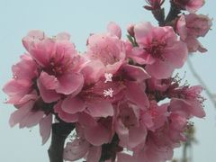 -南汇桃花村