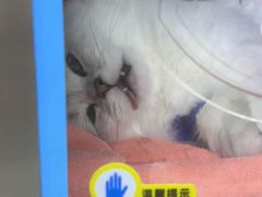 -谐和益家动物医院·免疫绝育·血液透析·宠保定点医院(高新伊藤分院)