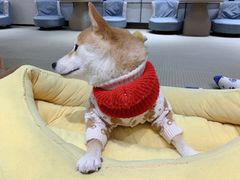 -逗柴咖啡屋·狗咖猫咖宠物桌游