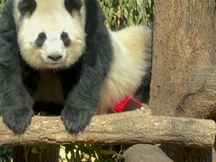 -成都动物园