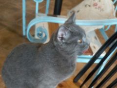 -共舞时光猫咖·狗咖(新街口店)