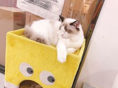 -糯米喵星人·撸猫猫舍咖啡馆(西市场嘉华店)