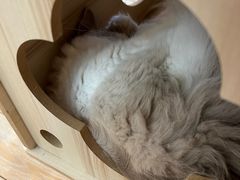 -猫咪派对(江南西店)