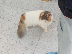 -喵园·猫主题咖啡厅·撸猫·猫咖(国贸店)