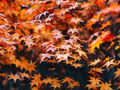 -山王坪喀斯特国家生态公园