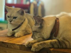 -李小姐の猫咖啡馆(五角场店)