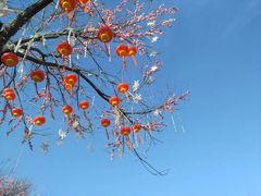 -大召寺明清一条街