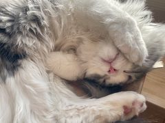 -猫腻·猫咖·撸猫馆(星光大道店)