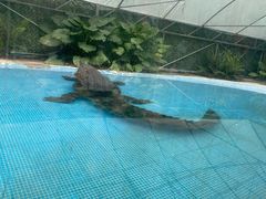 -广州长隆飞鸟乐园
