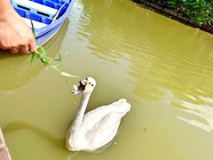 -盐城丹顶鹤湿地生态旅游区