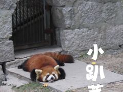 -上海野生动物园