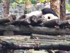 -都江堰中华大熊猫苑