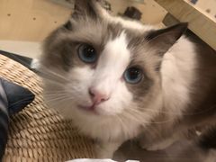 -飞行喵MR PILOT|猫舍·猫咖(静安大融城店)