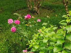 -深圳仙湖植物园