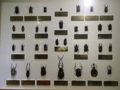 -上海昆虫博物馆