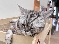 -有猫主题·治愈系猫咖(曾厝垵店)