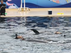 -秦皇岛乐岛海洋王国