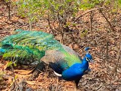 -瑞丽独树成林风景区
