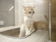 -飞行喵MR PILOT|猫舍·猫咖(静安大融城店)