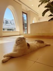-懒猫摄影studio写真馆