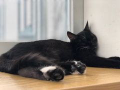 -Heymao猫咖.咖啡厅(东门店)