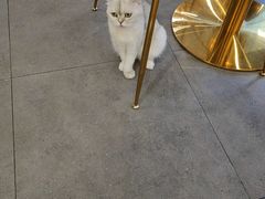 -飞行喵MR PILOT|猫舍·猫咖(静安大融城店)