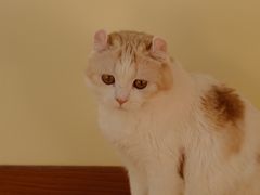 -猫和宫(六道口店)