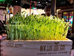 活体豌豆苗-左庭右院鲜牛肉火锅(新梅广场店)