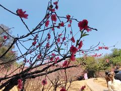 -南国桃园旅游度假区