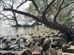-宝安西湾红树林湿地公园
