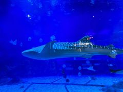 -烟台海昌鲸鲨海洋公园