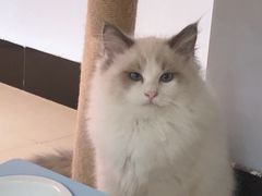 -喵宠乐园·撸猫互动·猫舍