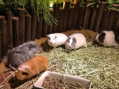 -藦茜花园宠物主题亲子互动体验馆(国顺东路店)