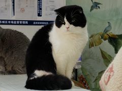 -猫小院猫主题餐厅(南锣旗舰店)