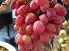 -茅庐·川粤精品私房菜(金沙遗址店)