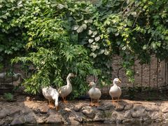 -丽泽山庄·生态怀柔菜·虹鳟鱼(红螺寺店)