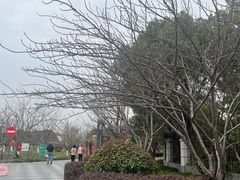 -高东镇樱花园