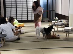 -逗柴咖啡屋·狗咖猫咖宠物桌游