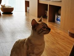 -猫小主咖啡·猫咖cat cafe(福田店)