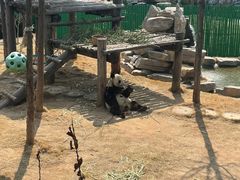 -西霞口神雕山野生动物世界