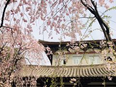 -西安青龙寺遗址景区