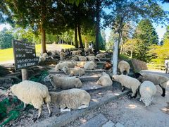 -神户市立六甲山牧场