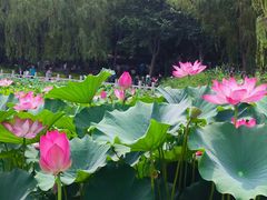 -莲花池公园