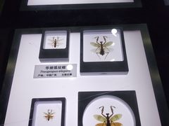 -上海昆虫博物馆